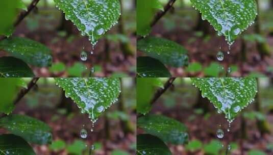 绿叶上滴落的水珠特写高清在线视频素材下载