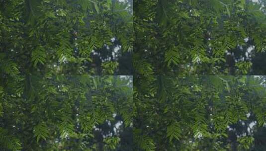 茂密翠绿树叶特写高清在线视频素材下载