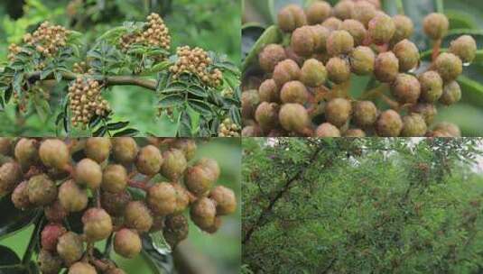 风雨中的花椒树青花椒01【套组】高清在线视频素材下载