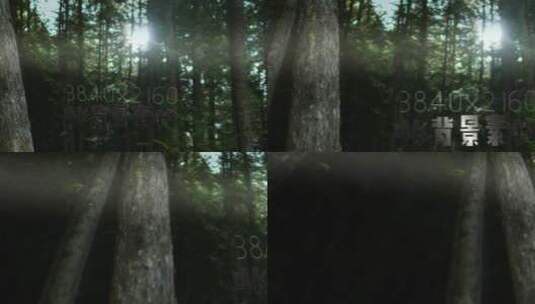 浓密的森林树木 静帧大图高清AE视频素材下载