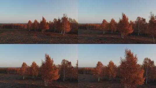 坝上秋色高清在线视频素材下载