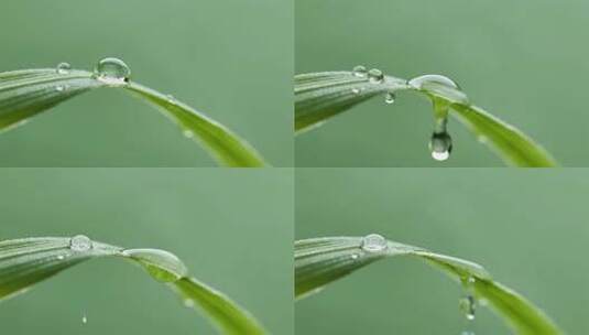 清新绿叶露珠滑落治愈自然风光视频高清在线视频素材下载