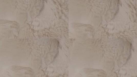 4K皮草毛绒绒毛高清在线视频素材下载