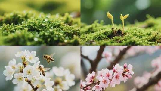 春春天发芽立春雪冰雪融化花开万物复苏生长高清在线视频素材下载