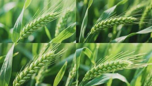 微距特写绿色麦穗素材高清在线视频素材下载