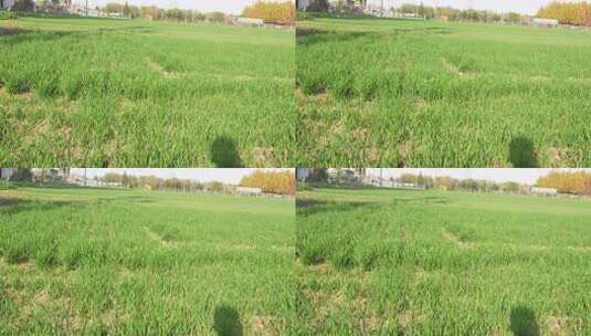 麦苗 田地 绿色 植物 农业作物 自然生态高清在线视频素材下载
