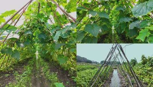 农村瓜田瓜棚 三农乡村 农业种植高清在线视频素材下载