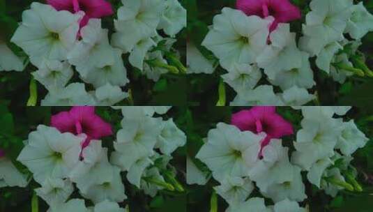 白色和粉红色的花朵特写镜头高清在线视频素材下载