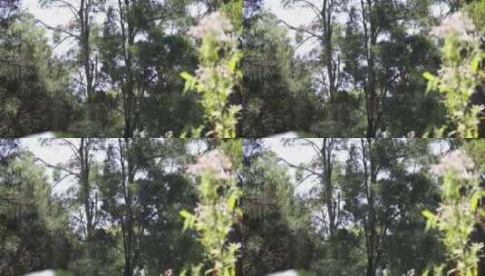 灌木丛的自然景观高清在线视频素材下载