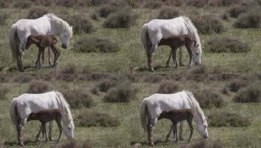 草原上小马在吃妈妈的奶高清在线视频素材下载