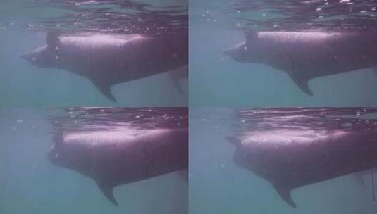 海洋中的海豚高清在线视频素材下载