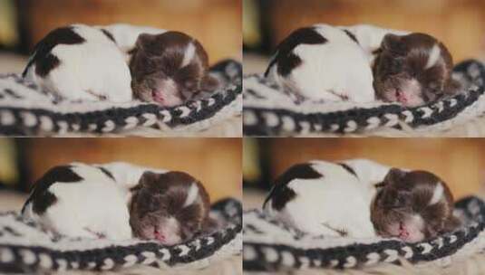 小狗在窝里睡觉的特写镜头高清在线视频素材下载