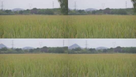 成熟水稻高清在线视频素材下载