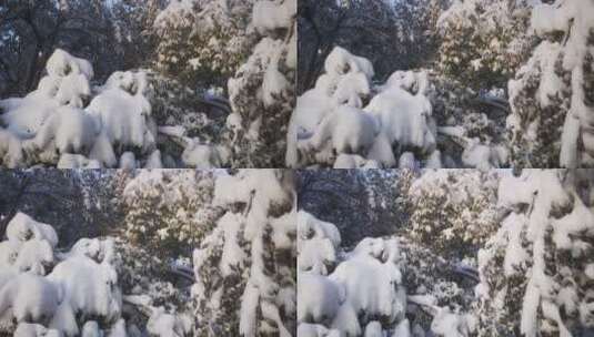 实拍冬天暴雪树枝树叶雪景高清在线视频素材下载