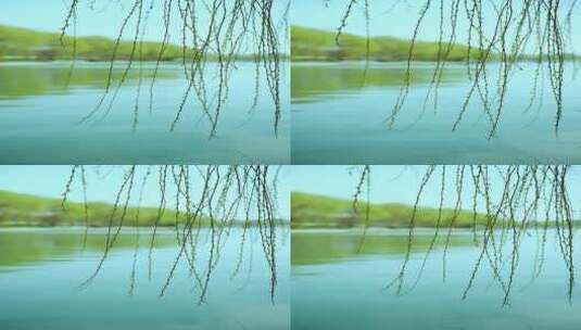 初春北京玉渊潭公园里发芽的柳条高清在线视频素材下载