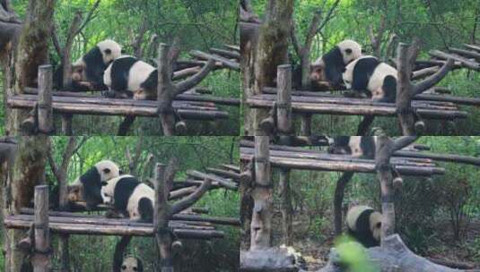 可爱的大熊猫高清在线视频素材下载