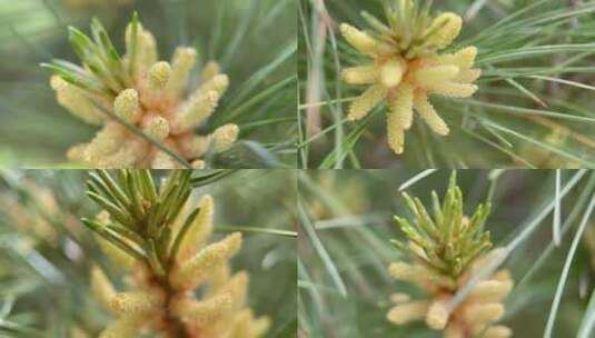 【镜头合集】松花粉微距松针植物松子松花高清在线视频素材下载