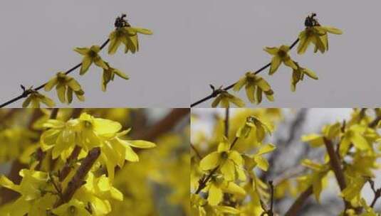 【镜头合集】特写迎春花连翘报春花黄色高清在线视频素材下载