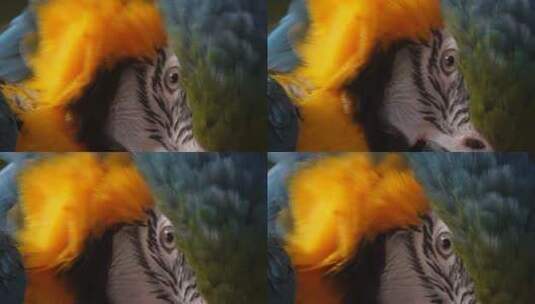 鹦鹉鸟类富贵羽毛鸟嘴鸟喙高清在线视频素材下载