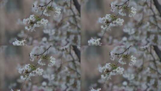 风中飞舞的樱花高清在线视频素材下载