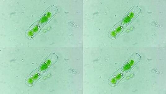 微生物硅藻细菌单细胞原生生物高清在线视频素材下载