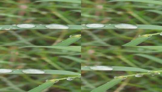 清晨小草上面的露珠高清在线视频素材下载