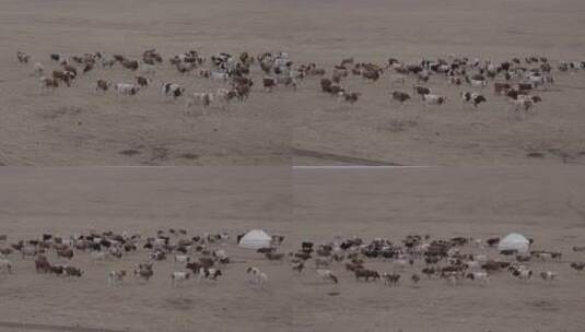 内蒙古呼伦贝尔大草原牛群高清在线视频素材下载