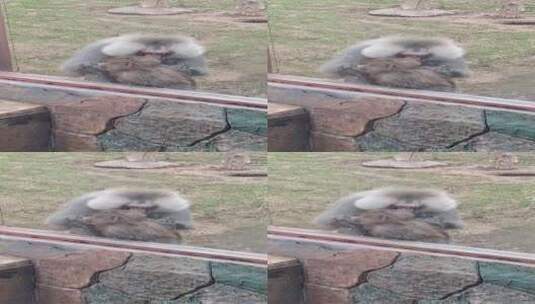 济南动物园猴子找虱子高清在线视频素材下载