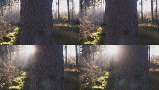 森林里的阳光高清在线视频素材下载