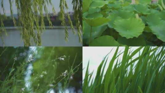 小清新花草大自然唯美空镜头高清在线视频素材下载
