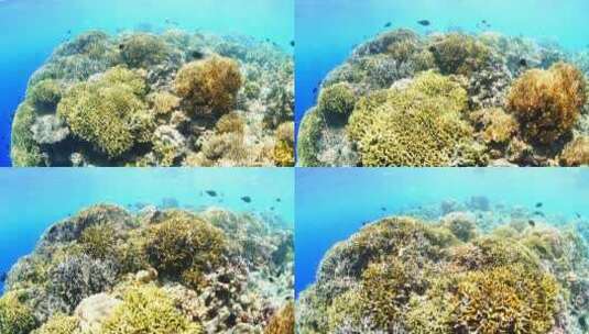 海底世界 珊瑚礁 鱼群高清在线视频素材下载