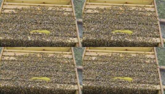 养蜂场里密密麻麻的蜜蜂蜂群高清在线视频素材下载