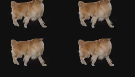 金毛宠物狗（带alpha通道）高清在线视频素材下载