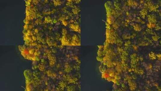 湖面和岸边的秋林高清在线视频素材下载