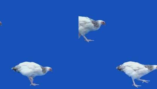 白色的小鸡在蓝色的空间行走着高清在线视频素材下载