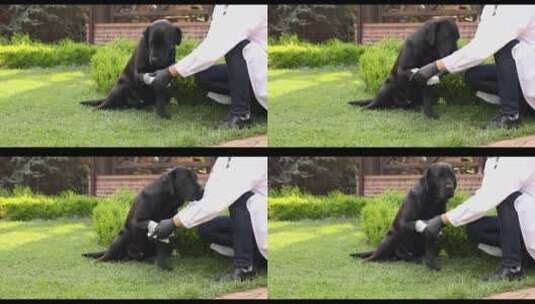 兽医在绿色草坪上包扎黑狗的爪子高清在线视频素材下载