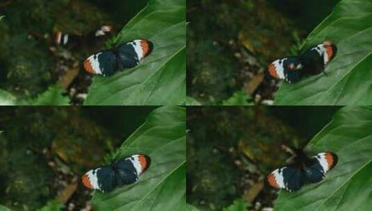 绿叶上的蝴蝶高清在线视频素材下载
