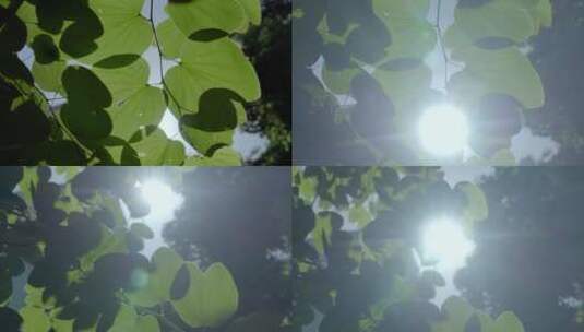 小区树木阳光穿过树叶的光芒高清在线视频素材下载