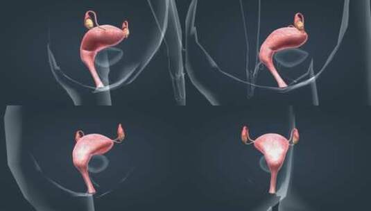 医学人体女性生殖器官卵巢子宫三维动画高清在线视频素材下载