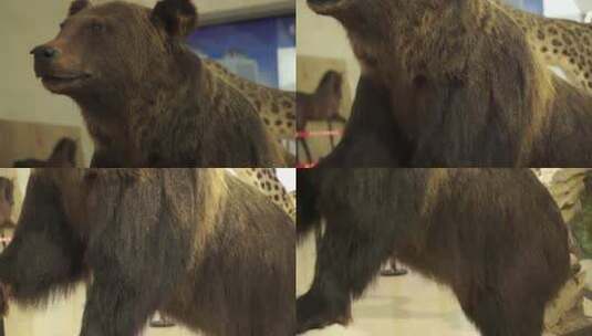 黑熊棕熊狗熊模型标本高清在线视频素材下载