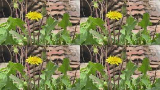 蒲公英草药植物高清在线视频素材下载