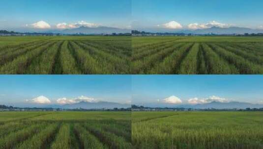 4K高清稻田稻穗丰收季航拍高清在线视频素材下载