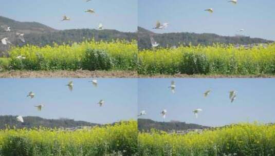 油菜花里飞翔的白鹭高清在线视频素材下载