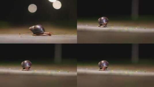 夜晚爬行的蜗牛高清在线视频素材下载