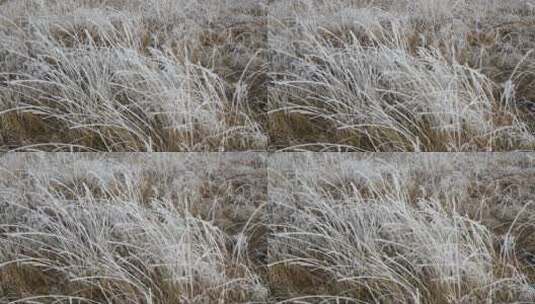 寒冷的早晨冰晶覆盖的草高清在线视频素材下载