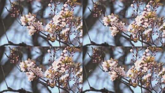 美丽的樱花花朵高清在线视频素材下载