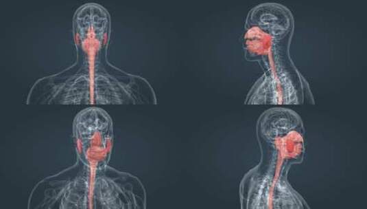 医学三维动画消化系统十二指肠3D医疗动画高清在线视频素材下载
