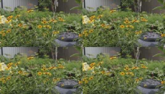 大雨中的植物高清在线视频素材下载
