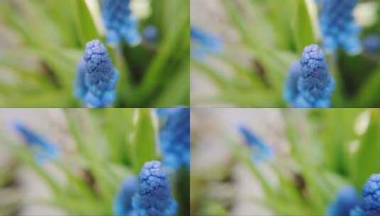 美丽的蓝色风信子花在春天的花园里绽放高清在线视频素材下载