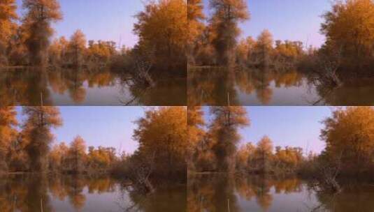 新疆秋景 湖边胡杨林 水中树木 倒影 延时高清在线视频素材下载